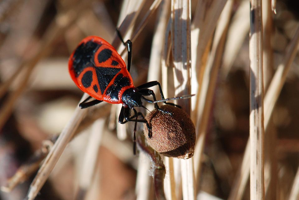 Chi  : Pyrrhocoris apterus